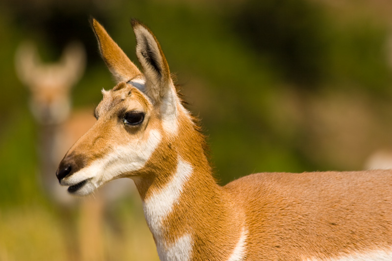 Pronghorn